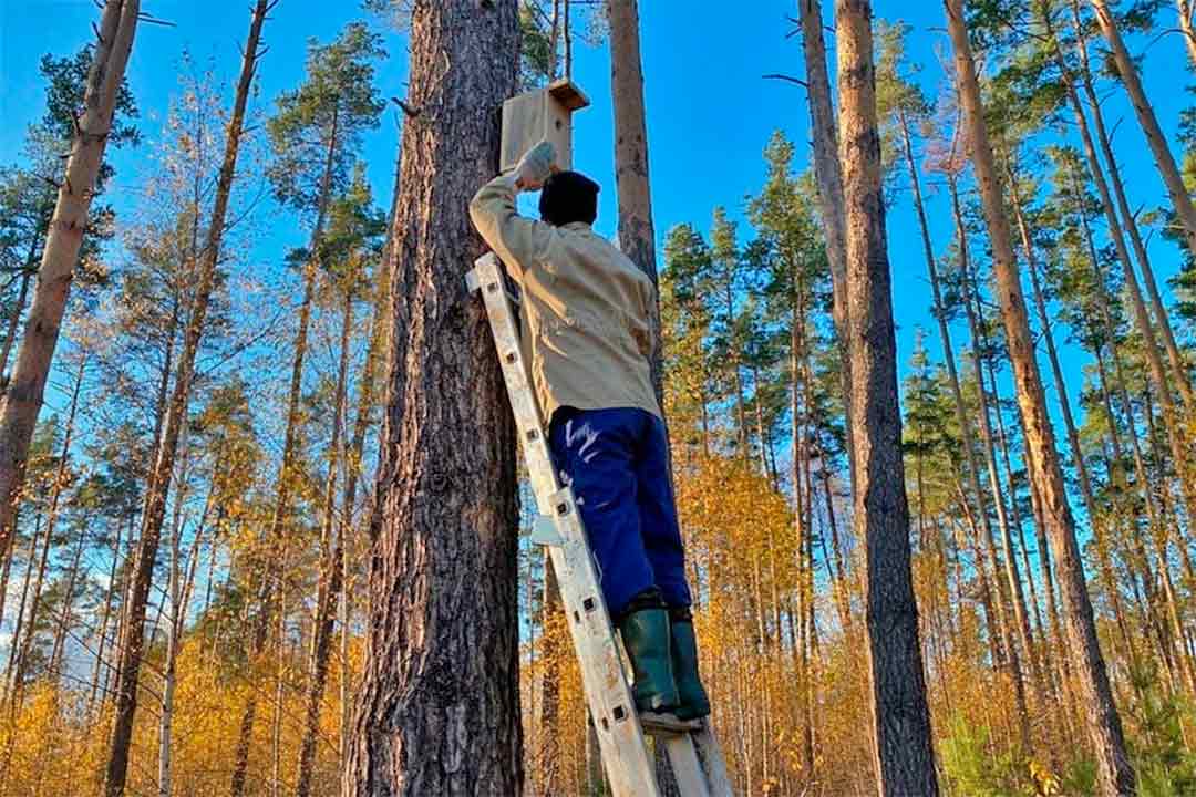 les skvorechnikik 2