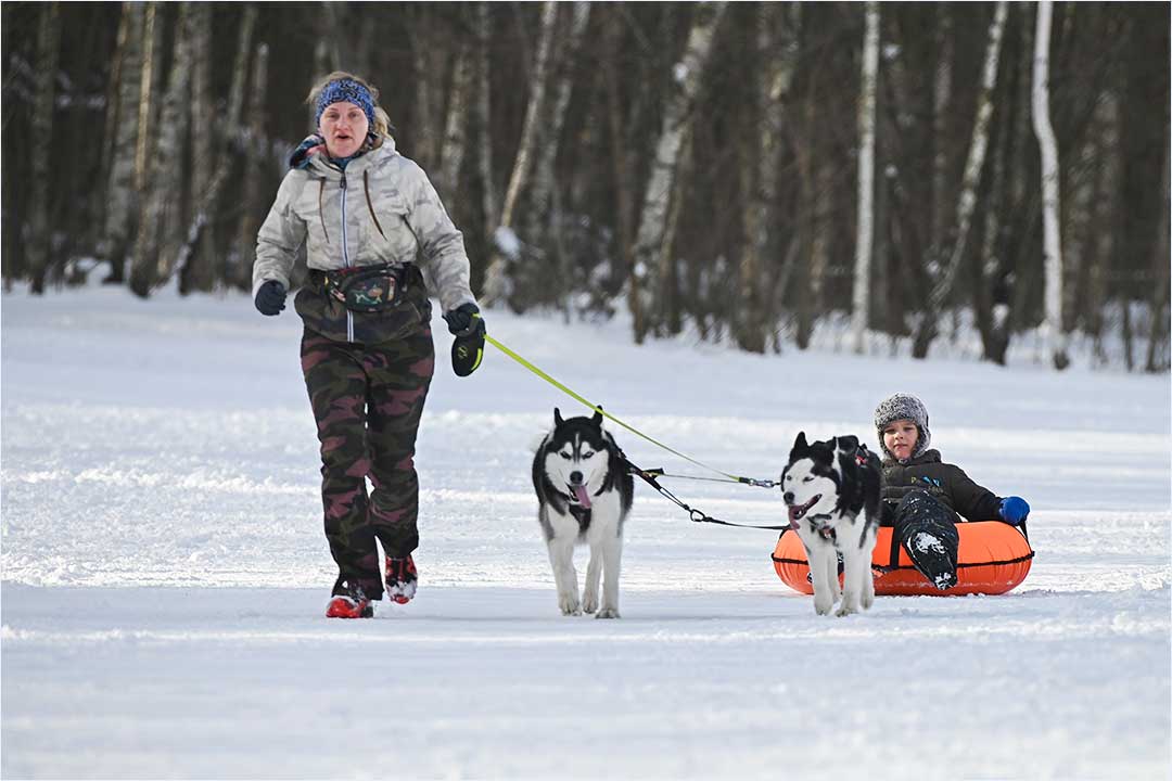 sorevnovaniya Russian extremedog trail