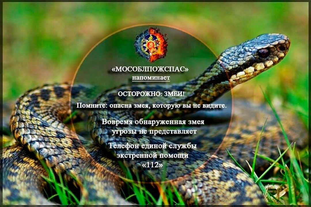 zmeya