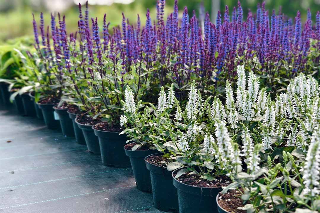 vistavka APPM 2