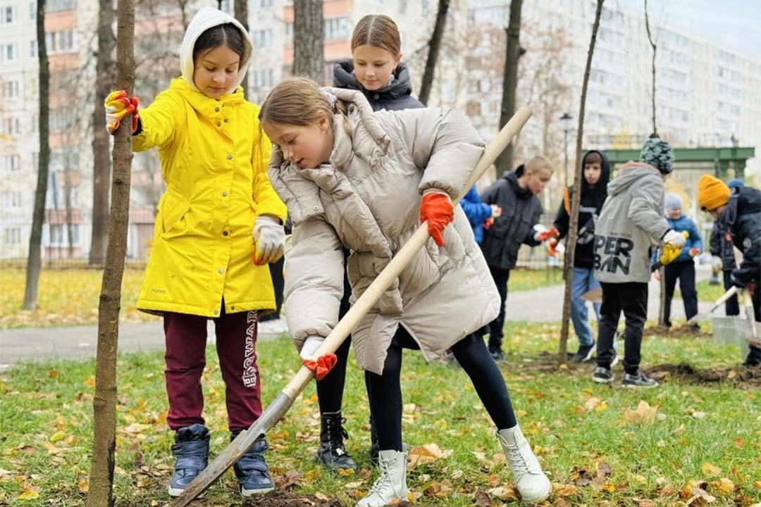 Posadi Klen Ekologiya 6