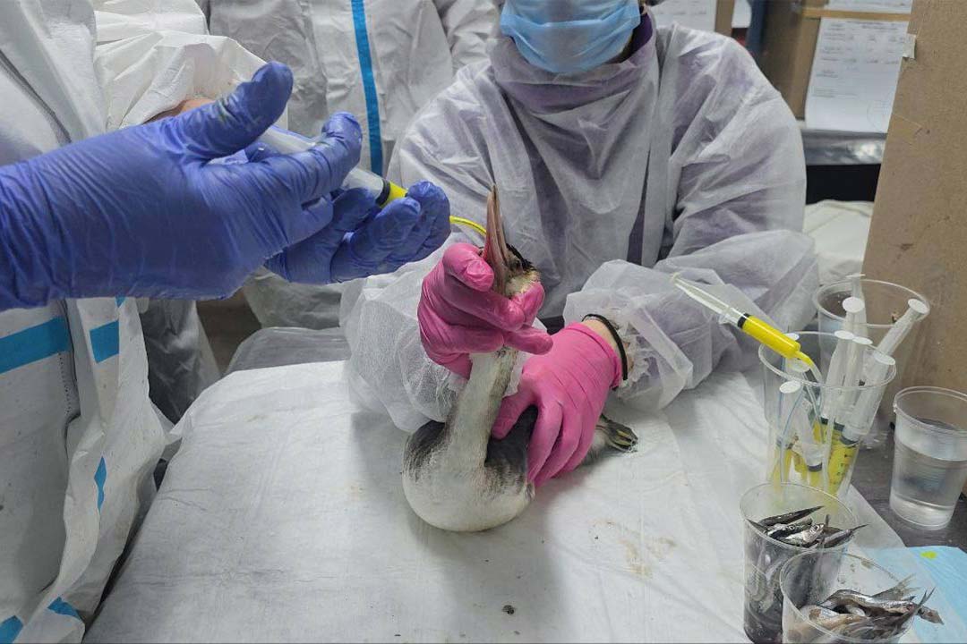 Pomosh Pticam V Anape 1