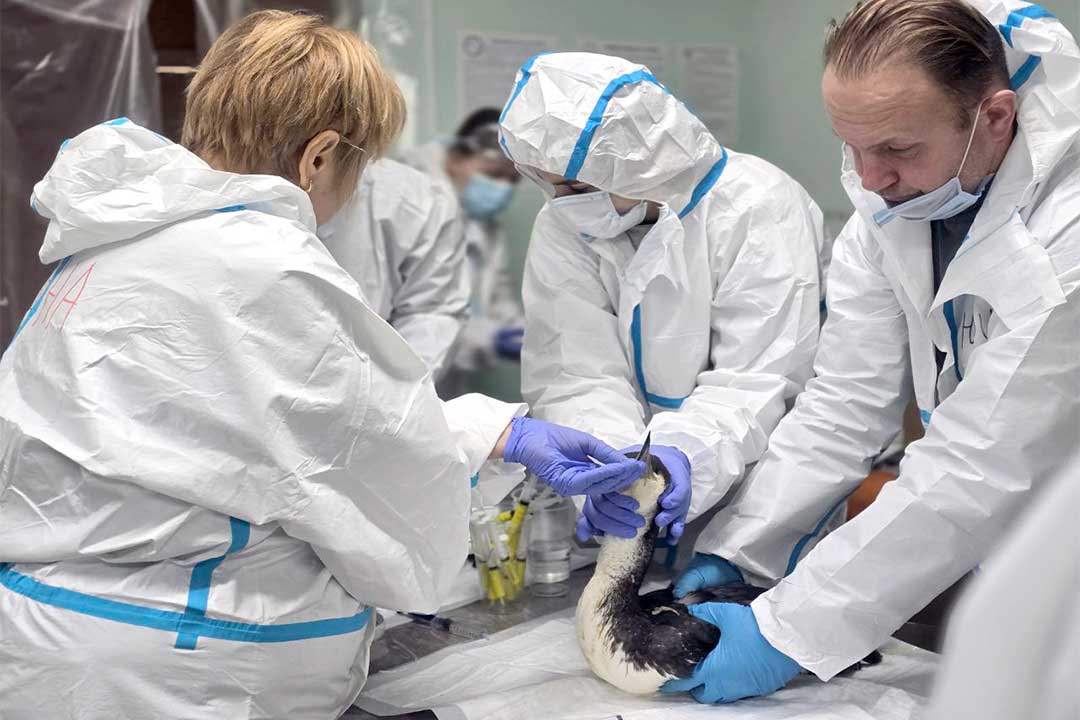 volonteri podmoskovya sborka 6